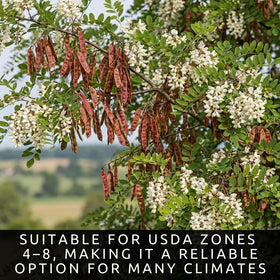 CZ Grain nitrogen-fixing tree enriching soil over time.