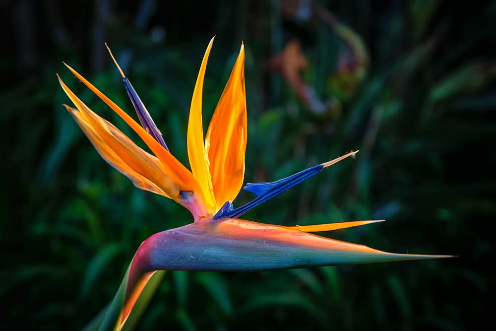 CZ Grain orange bird of paradise seed closeup, ideal for starting a vibrant indoor tropical display.