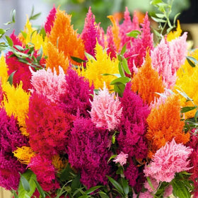 CZ Grain pampas plume mix seeds add vibrant color and long-lasting cut flowers