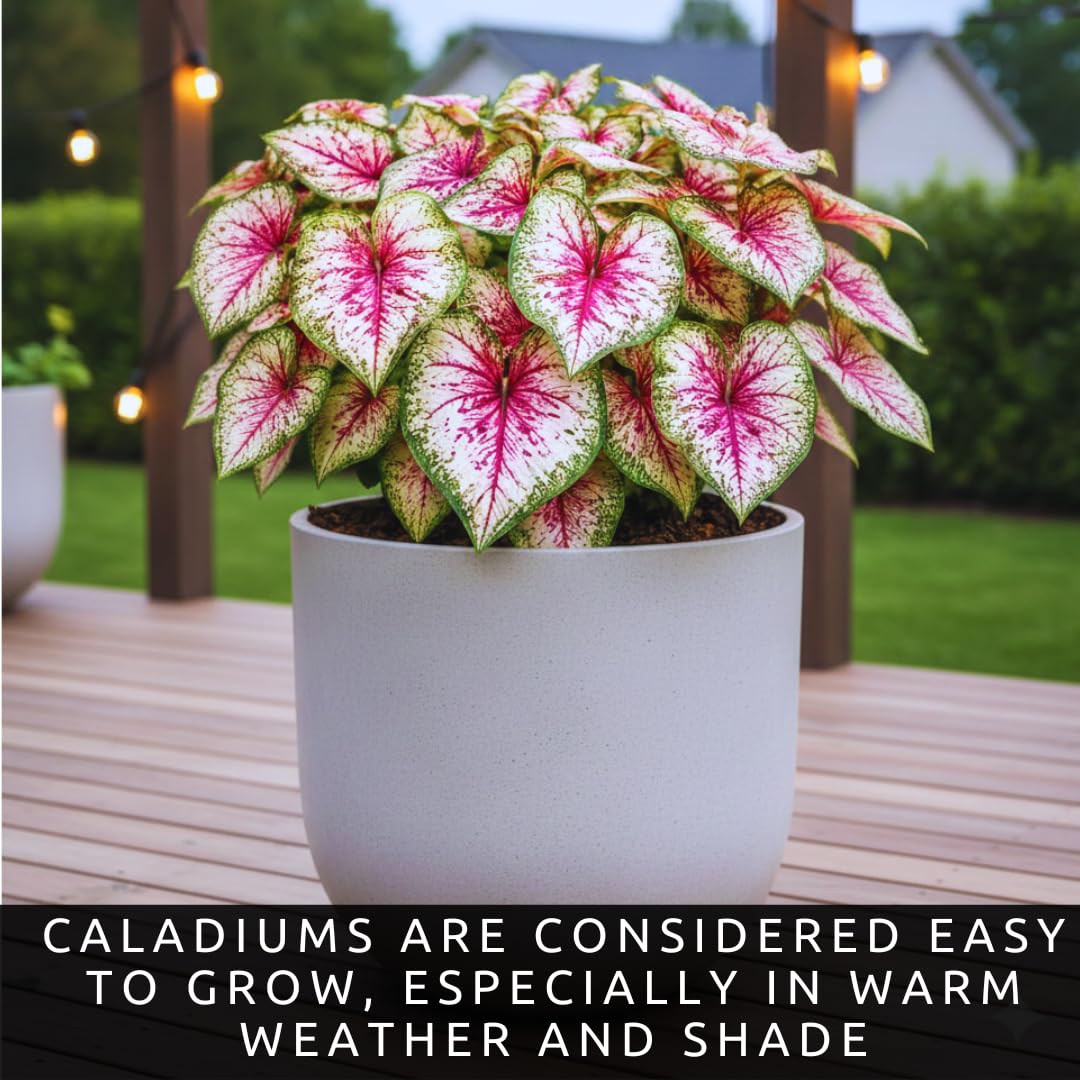 CZ Grain pink-foliage caladium bulbs display vibrant color for containers