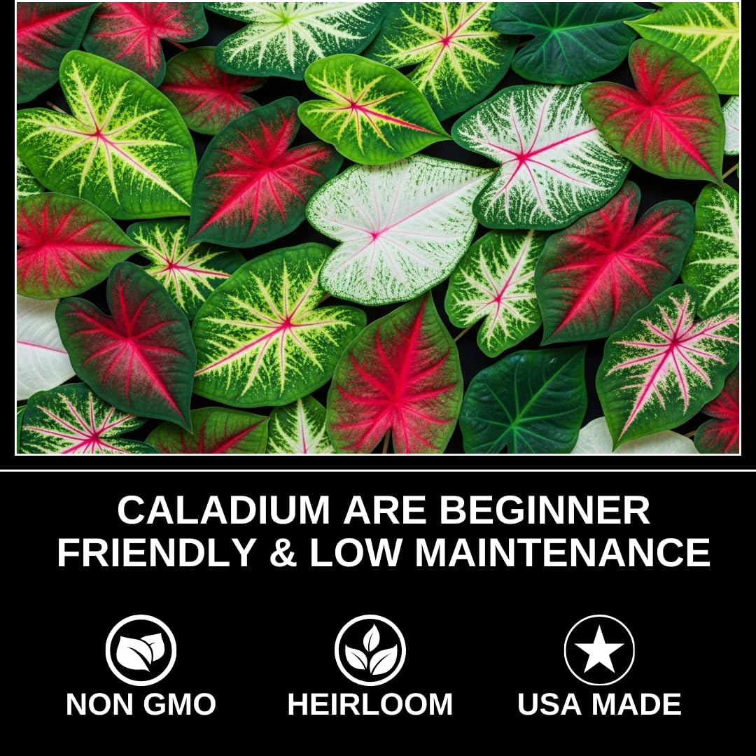 CZ Grain planting caladium bulbs ideal for quick color in beds and pots
