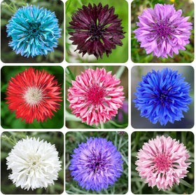 CZ Grain pollinator-friendly Bachelor Button blooms attract bees and butterflies.