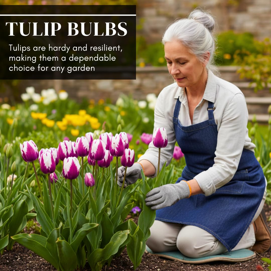 CZ Grain premium tulip bulbs with quality assurance for strong growth