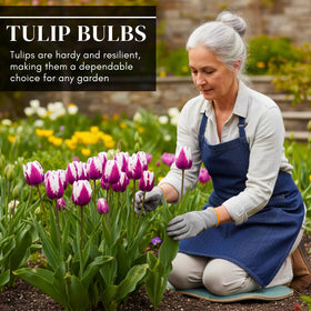 CZ Grain premium tulip bulbs with quality assurance for strong growth
