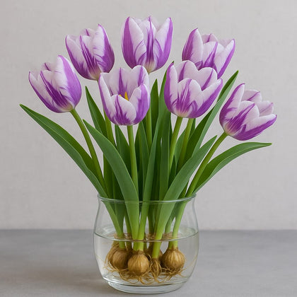 CZ Grain Purple Flaming Flag tulip bulbs ready for indoor or outdoor bloom