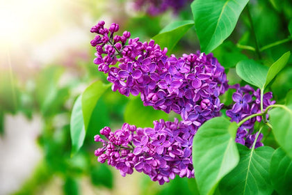 CZ Grain Purple Lilac Seeds ready for spring planting to create vibrant garden color.