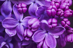 CZ Grain Purple Lilac Seeds showing bonsai specimen potential with careful pruning.