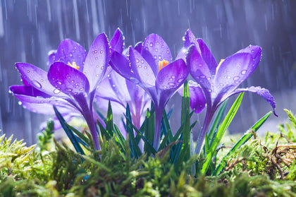 CZ Grain Purple Remembrance Crocus bulbs brighten your garden with early spring color.
