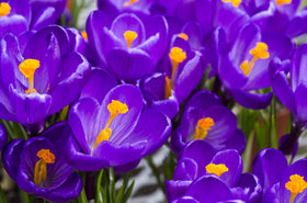CZ Grain Purple Remembrance Crocus bulbs suit containers and beds for lively displays.