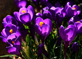 CZ Grain Purple Remembrance Crocus planting creates a vivid spring display.