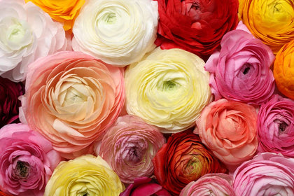 CZ Grain mixed ranunculus bulbs pack ready for vibrant spring display.