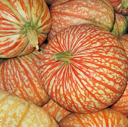 CZ Grain Rare One Too Many pumpkin seeds in packaging, ideal for planting.