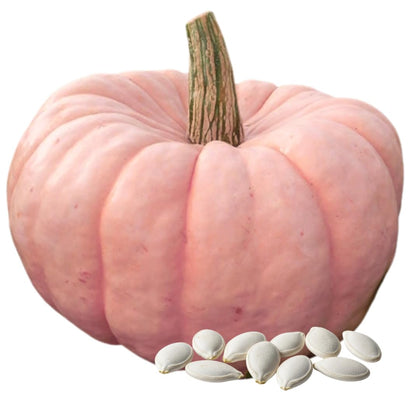 CZ Grain rare porcelain doll pink pumpkin seeds pack shot for gifting and germination