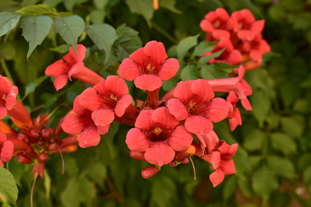 CZ Grain Rare Red Hummingbird Vine seeds closeup shows vibrant red trumpet blooms for sunny beds