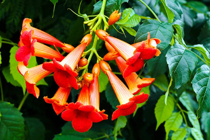 CZ Grain Rare Red Hummingbird Vine seeds pack for attracting hummingbirds and brightening gardens