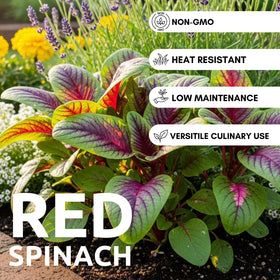CZ Grain Red Amaranth seeds closeup, fine texture ideal for precise sowing and mixing.