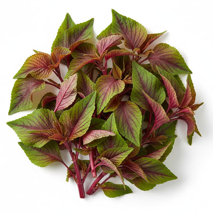 CZ Grain Red Amaranth seeds packaging, premium quality for home gardens and gifting.