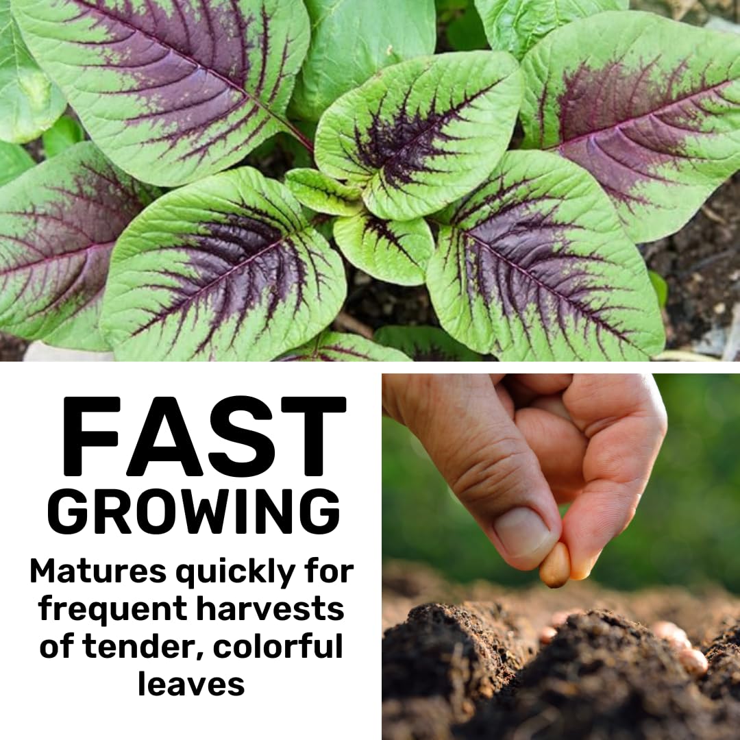 CZ Grain Red Amaranth seeds sprouting, quick germination promotes fast, nutritious harvest.