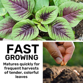 CZ Grain Red Amaranth seeds sprouting, quick germination promotes fast, nutritious harvest.