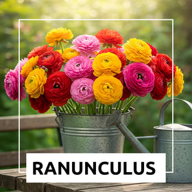 CZ Grain ranunculus with rose-like petals for colorful borders.