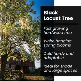 CZ Grain rot-resistant hardwood offering durable lumber potential.