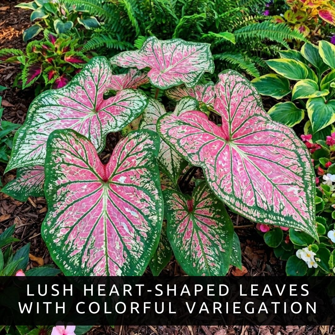 CZ Grain shade-loving houseplant caladium enhances indoor corners with color.