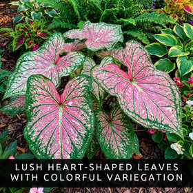 CZ Grain shade-loving houseplant caladium enhances indoor corners with color.