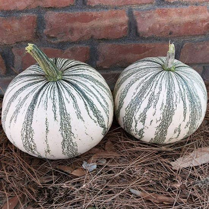CZ Grain Silver Edge pumpkin seeds seed pack ready for planting in your garden