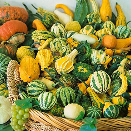 CZ Grain small gourd mix seeds for fall decor and charming garden displays.