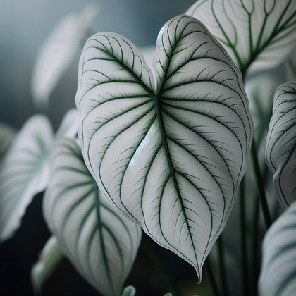 CZ Grain Snow White Caladium bulbs for planting brighten shaded gardens and containers