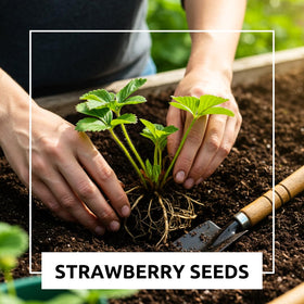 Hands planting CZ Grain strawberry seeds in soil for future harvest.
