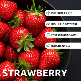 Close-up of ripe CZ Grain strawberries ready to pick.