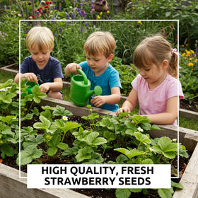Young CZ Grain strawberry crowns with vibrant leaves ready to establish.