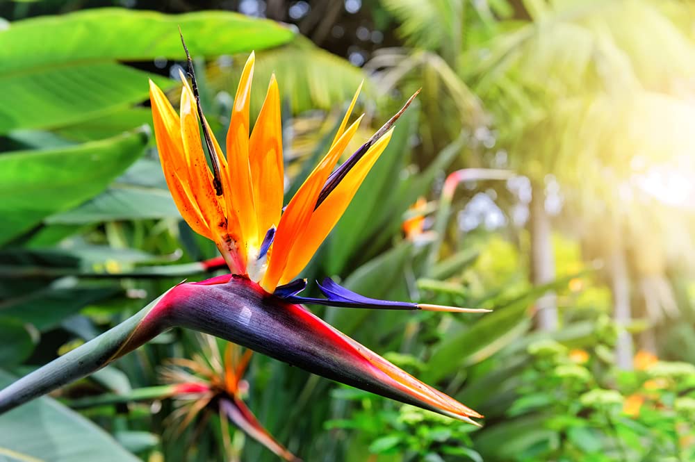 CZ Grain strelitzia reginae seedling stage on a sunny windowsill, promising lush indoor growth.
