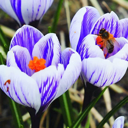 CZ Grain Striped Crocus bulbs in bloom add early-season color to borders and containers.