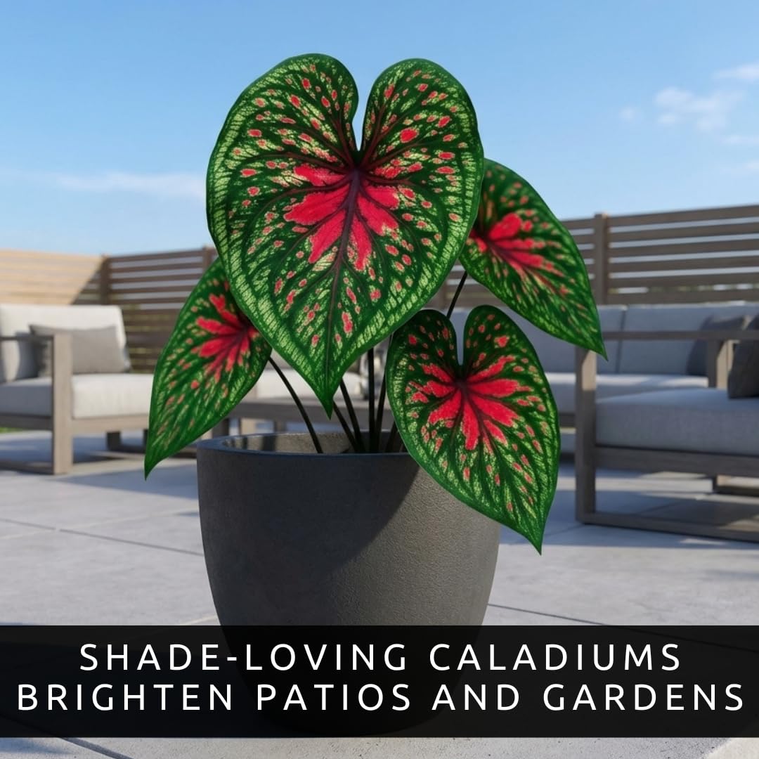 CZ Grain stunning color caladium leaves add contrast to containers and patios.