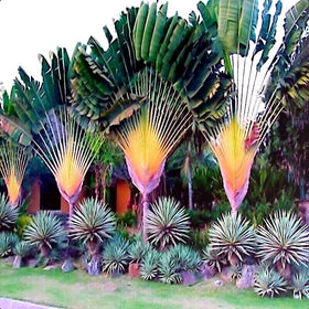 CZ Grain Travelers Palm Seeds on a wooden surface, ideal for bonsai displays.