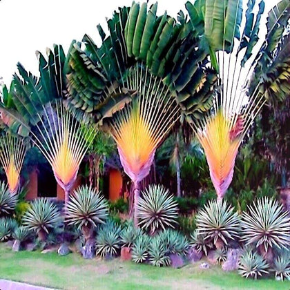 CZ Grain Travelers Palm Seeds on a wooden surface, ideal for bonsai displays.