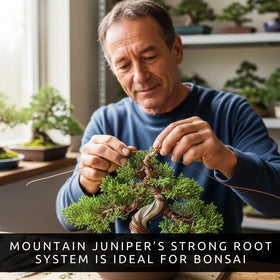 CZ Grain well-draining soil for bonsai supports healthy growth