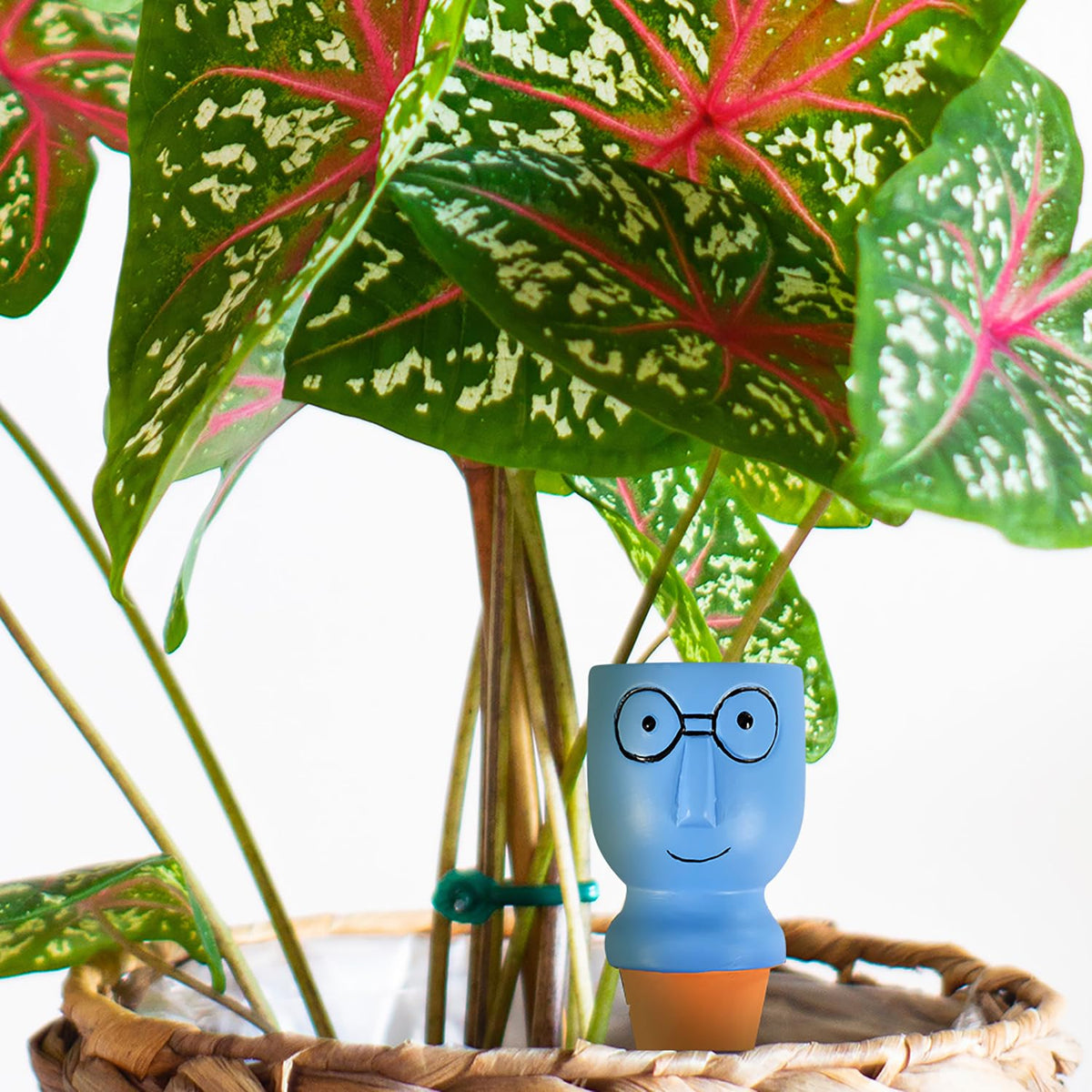 CZWL&HG charming big head watering stake in planter