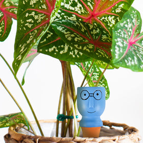 CZWL&HG charming big head watering stake in planter