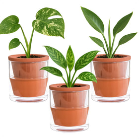 D'vine Dev self-watering pot set of 3 for indoor plants