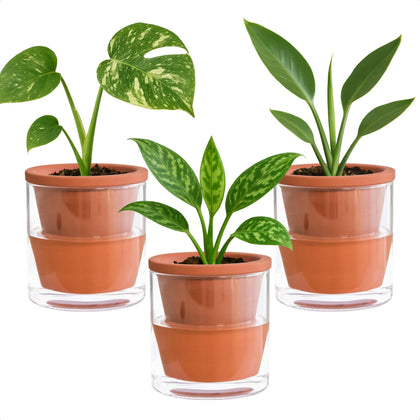 D'vine Dev self-watering pot set of 3 for indoor plants