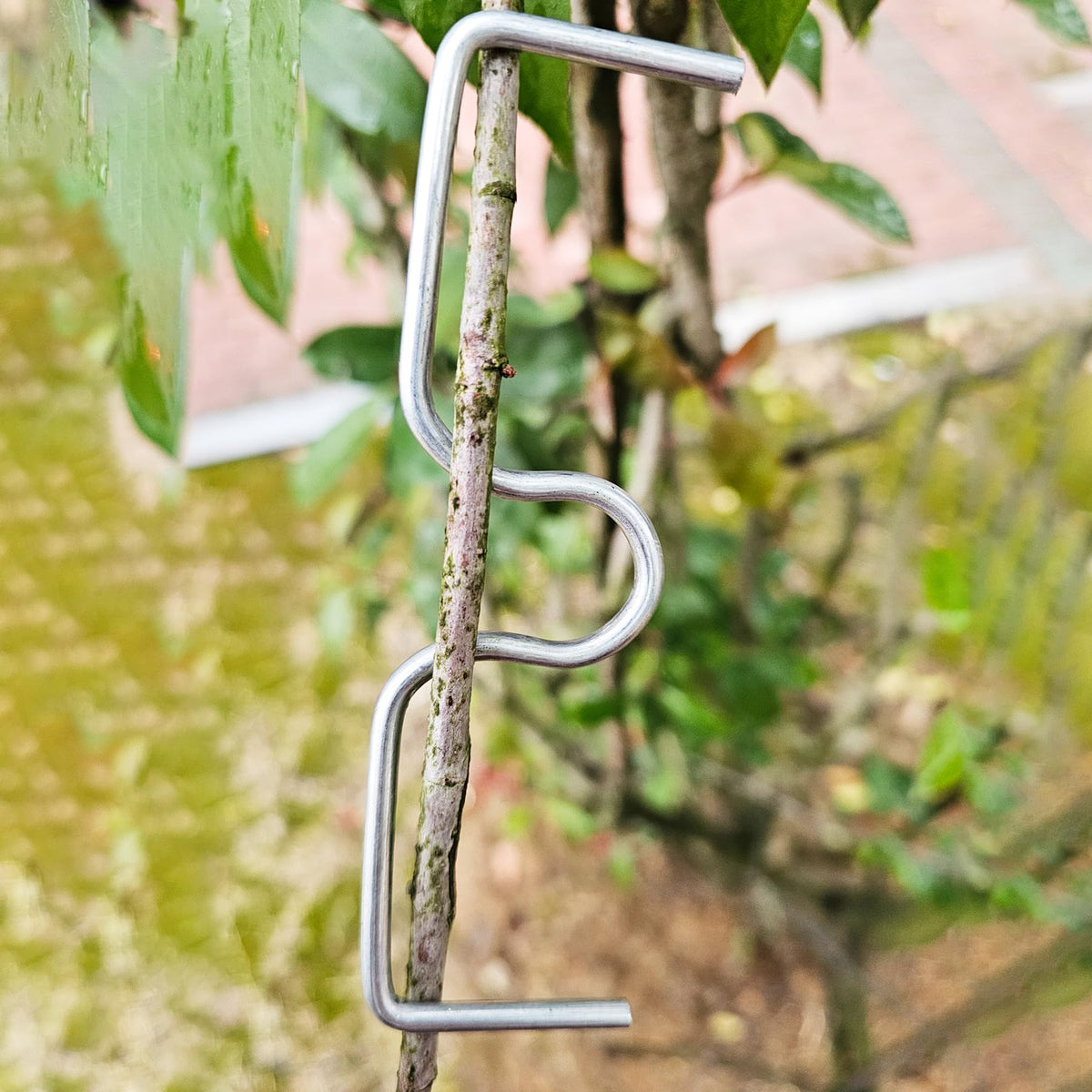 DAGUANZHI fruit tree yield-boost training kit shown.