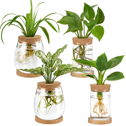 Dahey glass propagation station with wood base and lid for observing root growth.