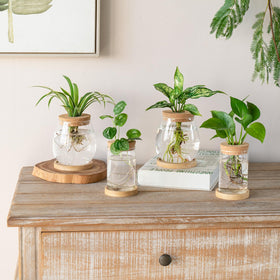 Dahey propagation jars set shows clear view of hydroponic roots on a desk.