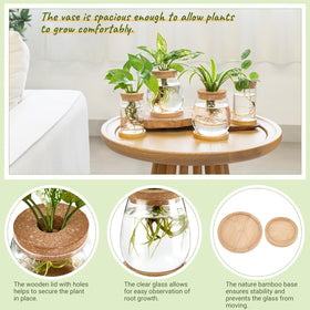 Dahey desktop terrarium jars provide elegant display while supporting propagation.