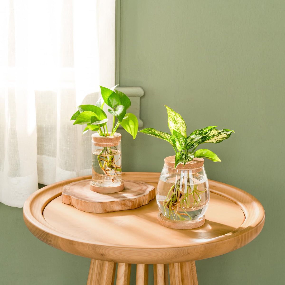 Dahey four-piece propagation kit enhances home or office decor with greenery.
