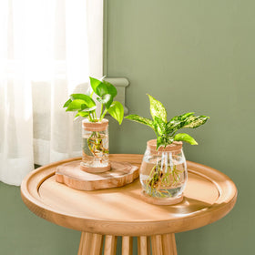 Dahey four-piece propagation kit enhances home or office decor with greenery.