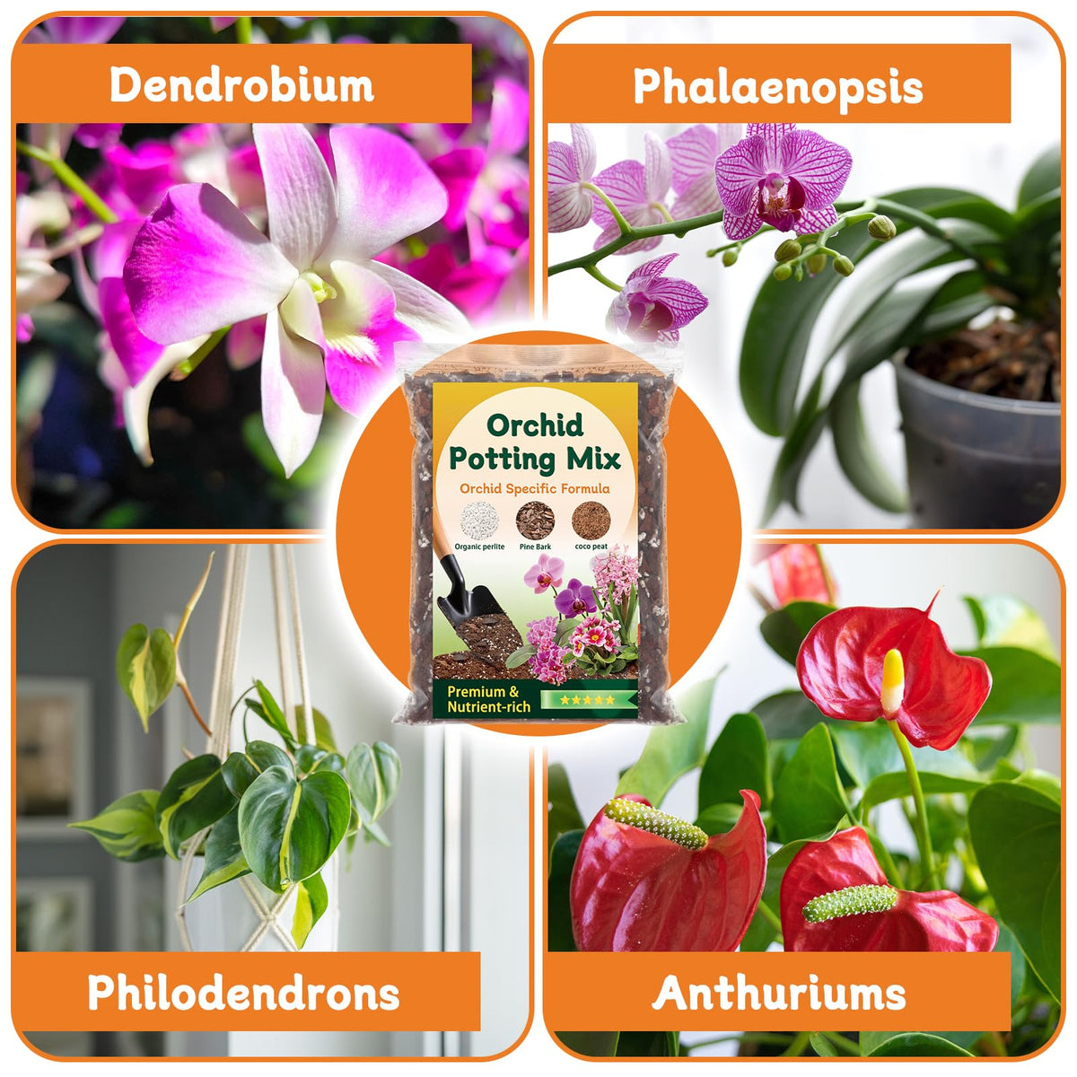 DANGKELILI epiphytic bromeliads thriving with airy potting mix.